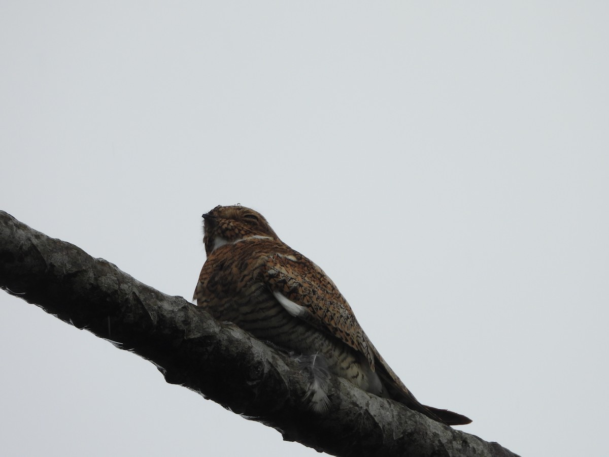 Common Nighthawk - ML155089071