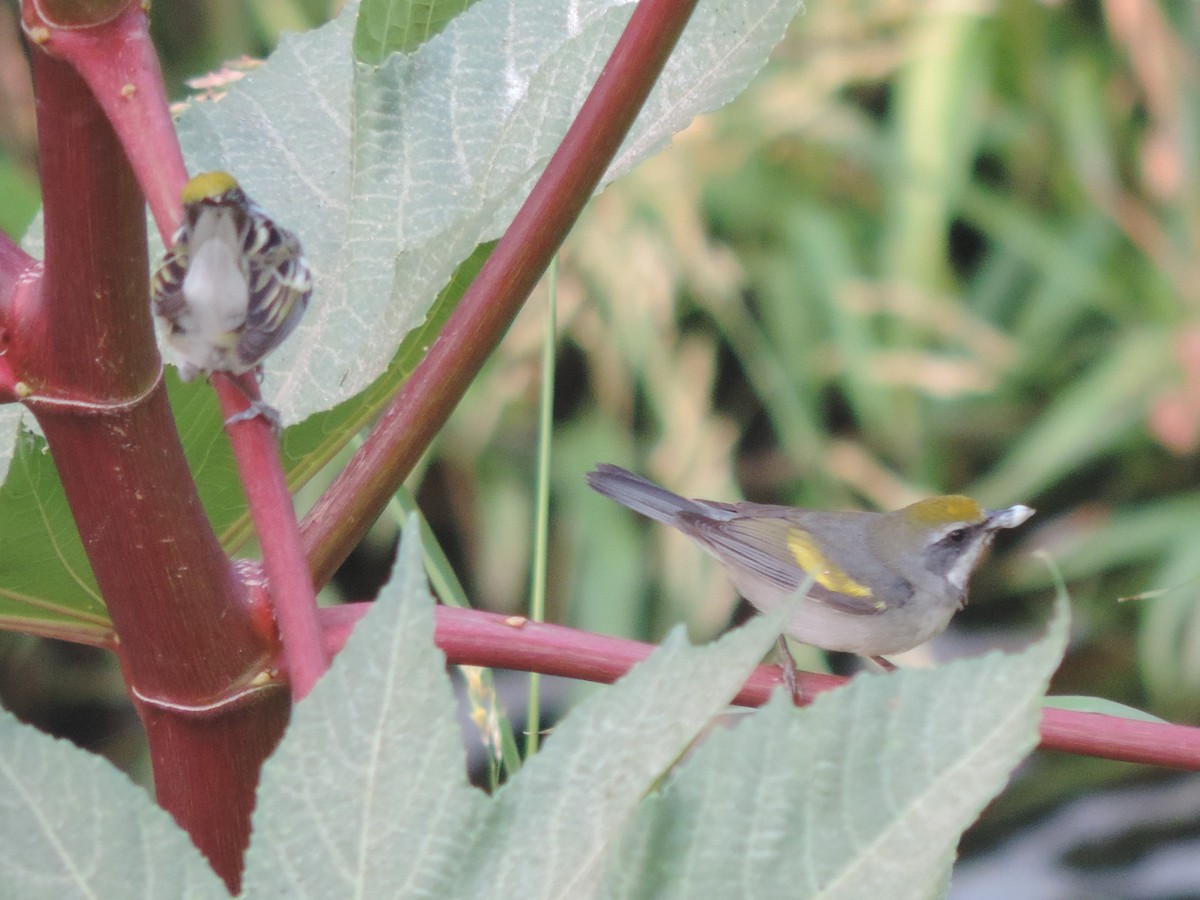 Golden-winged Warbler - ML155089081