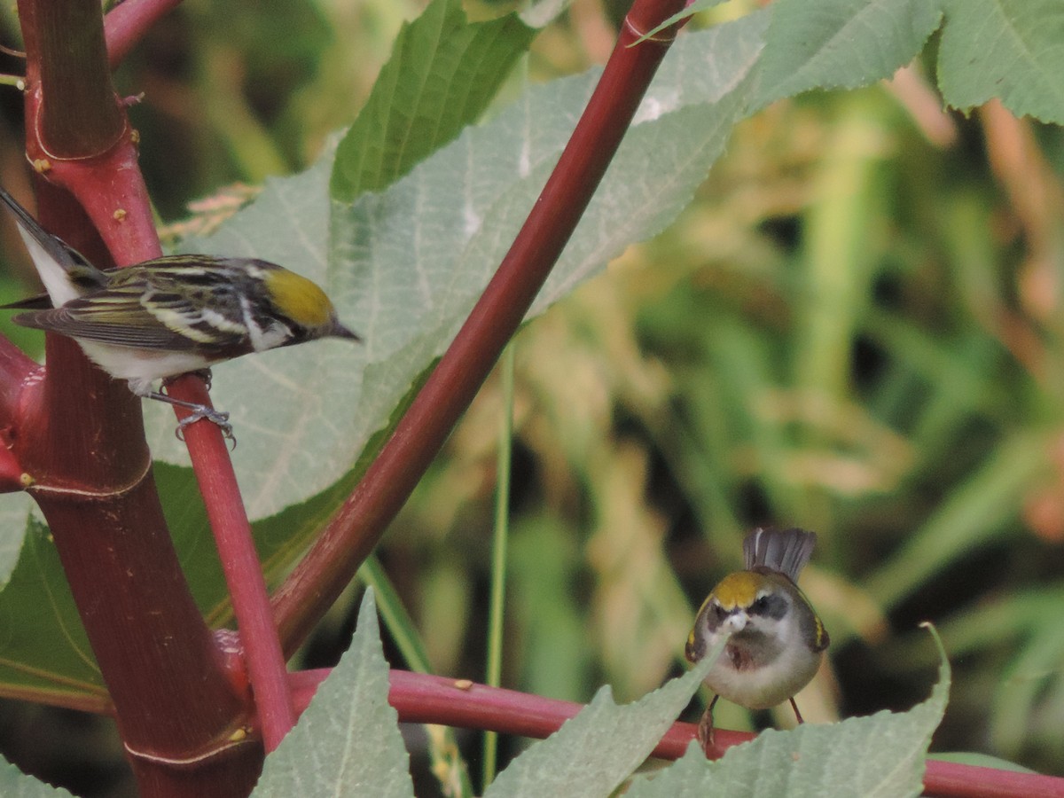 Chestnut-sided Warbler - ML155089161