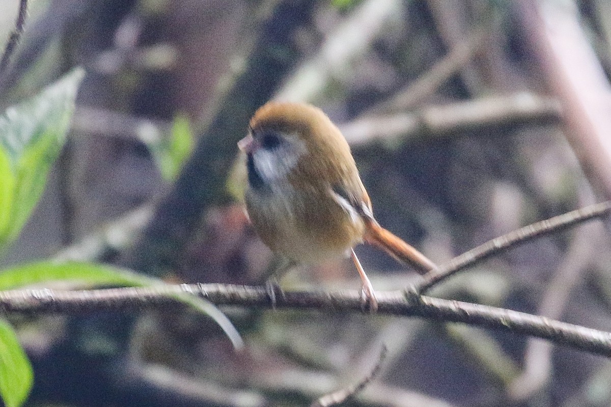 Golden Parrotbill - ML155090471