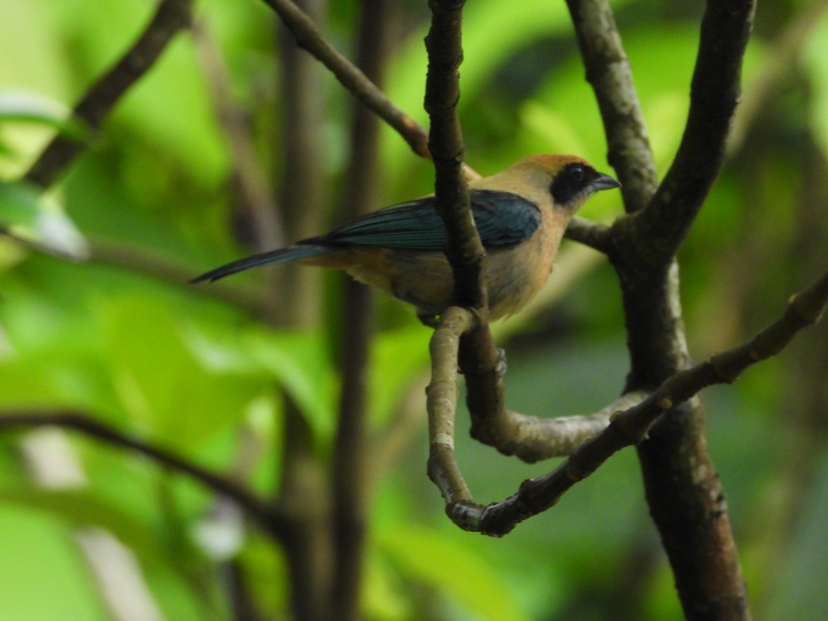 Burnished-buff Tanager - Albeiro Erazo Farfán