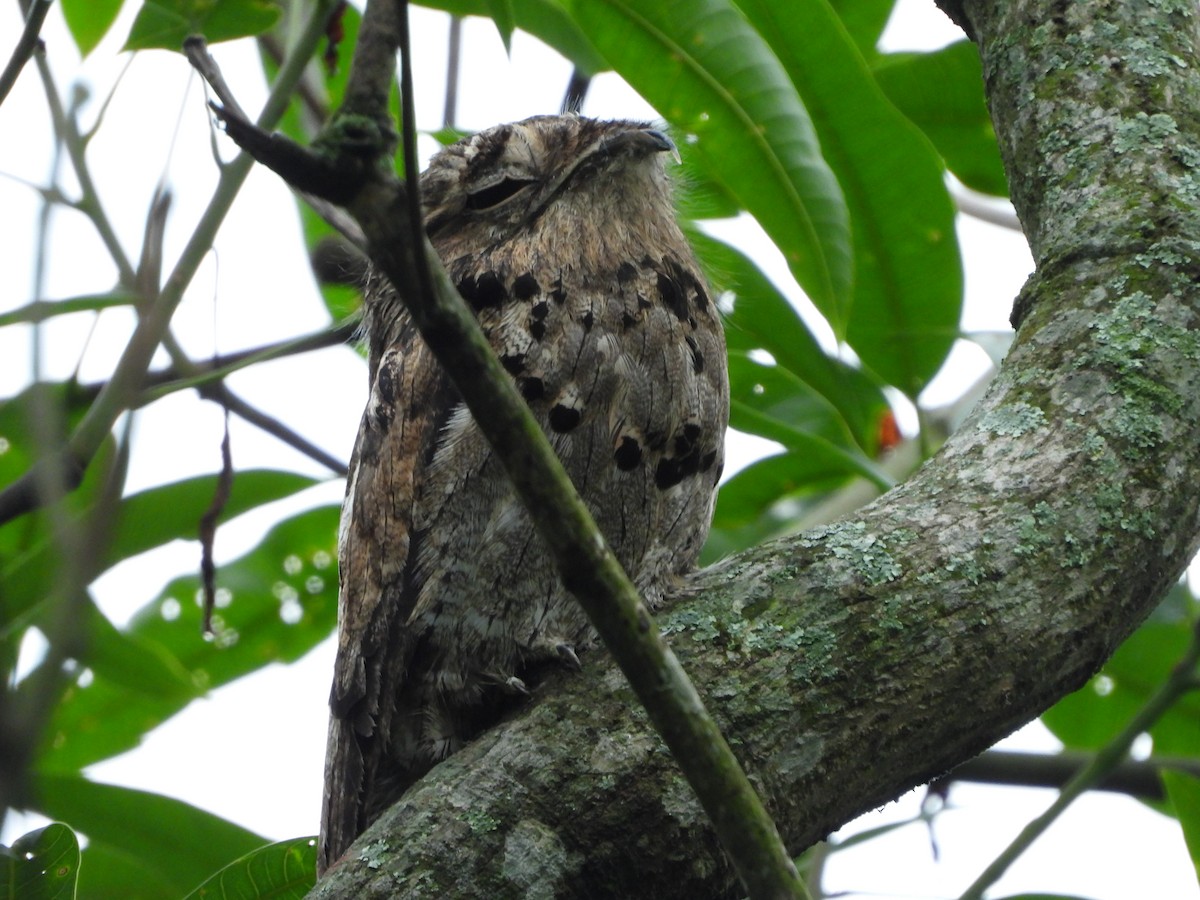 Common Potoo - Albeiro Erazo Farfán