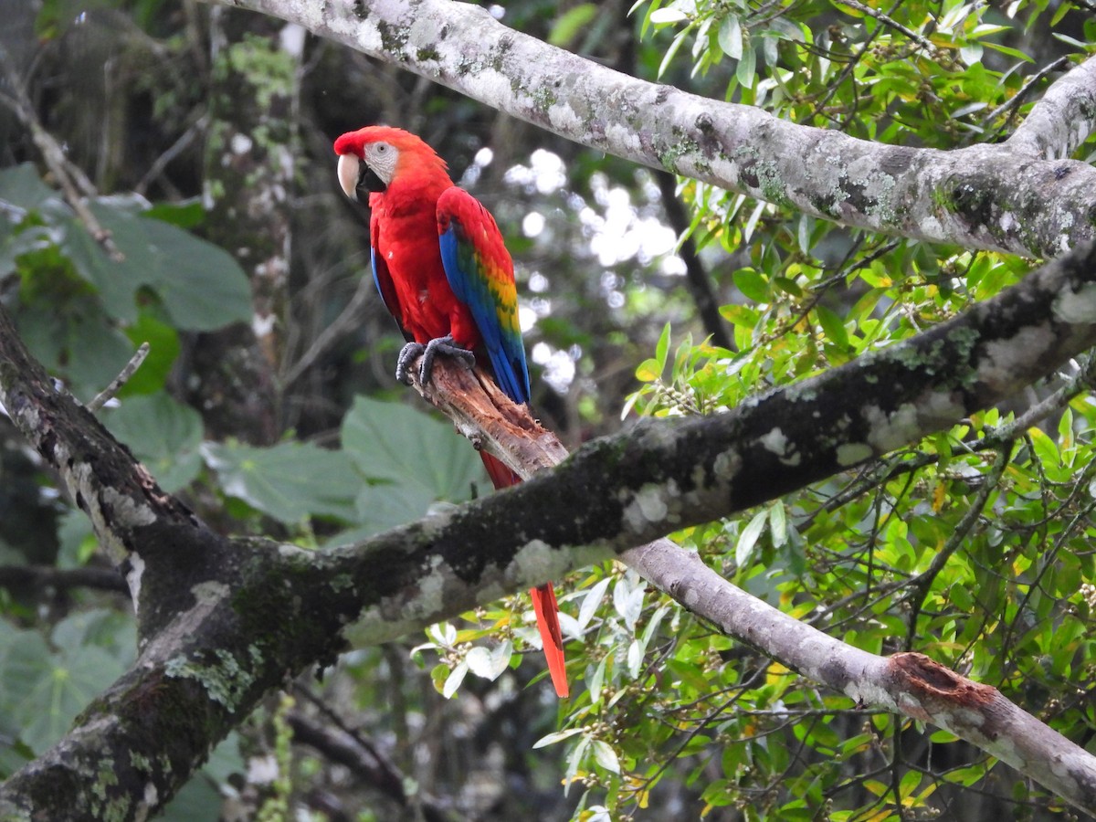 Scarlet Macaw - Albeiro Erazo Farfán