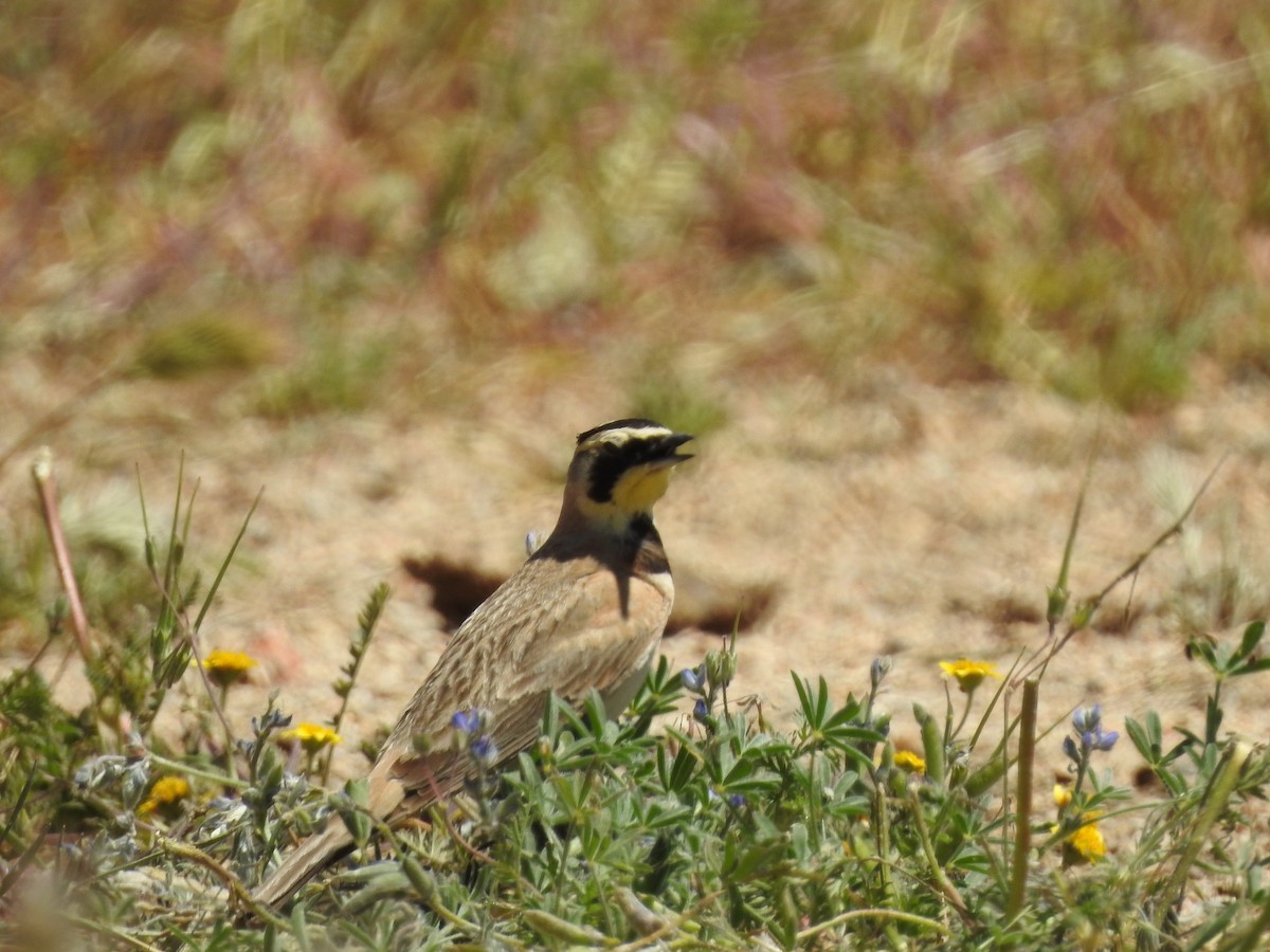 Horned Lark - ML155091141