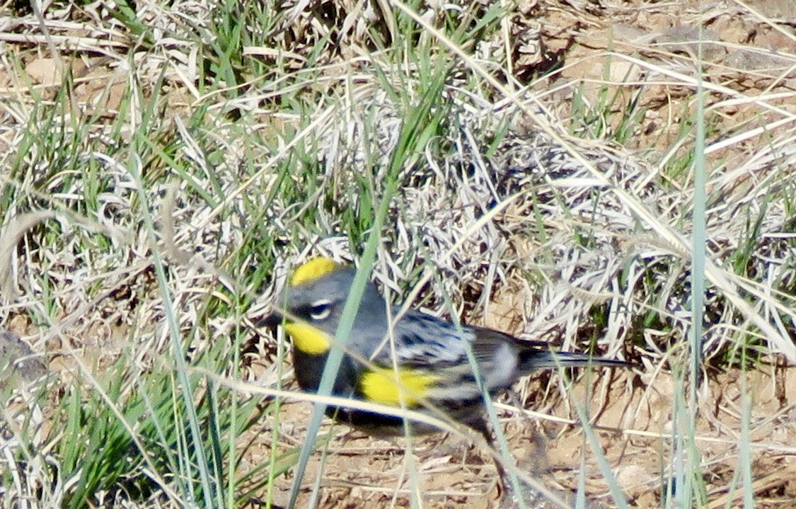Yellow-rumped Warbler (Audubon's) - ML155091561