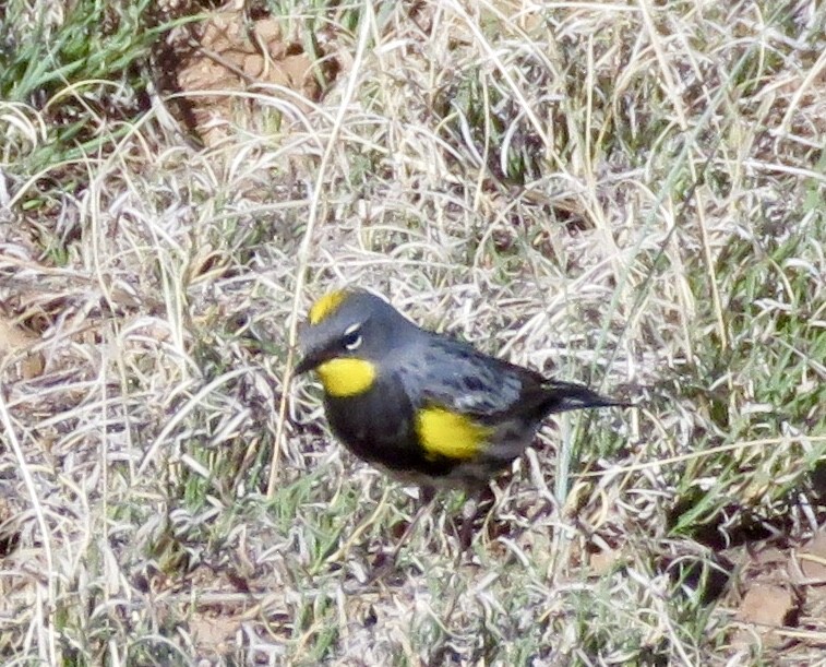 Yellow-rumped Warbler (Audubon's) - ML155091571