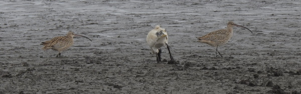 Far Eastern Curlew - ML155091701