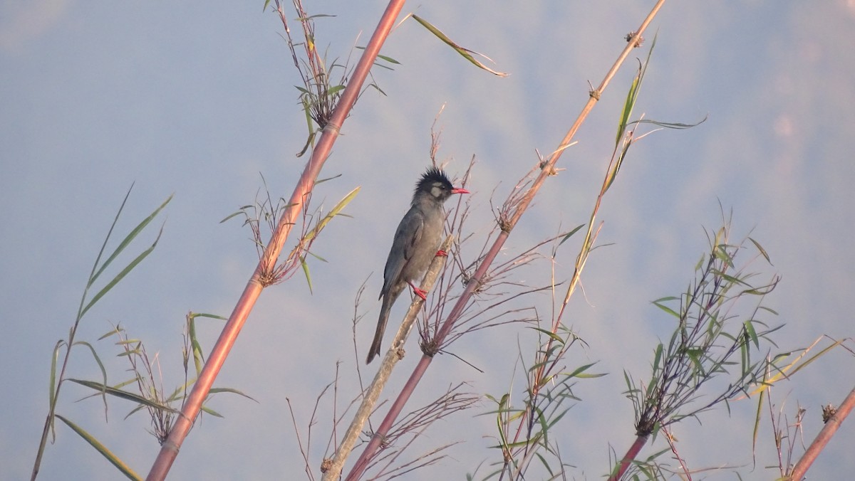 Black Bulbul - ML155091851