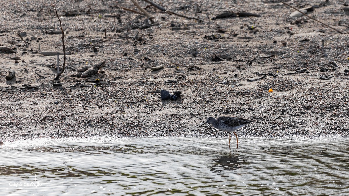 Greater Yellowlegs - ML155092311