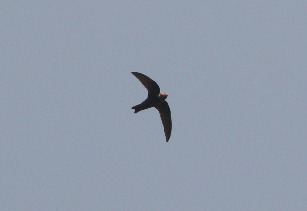 Black Swift - ML155093861