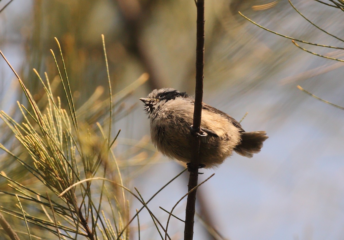 Bushtit (melanotis Group) - Anuar López