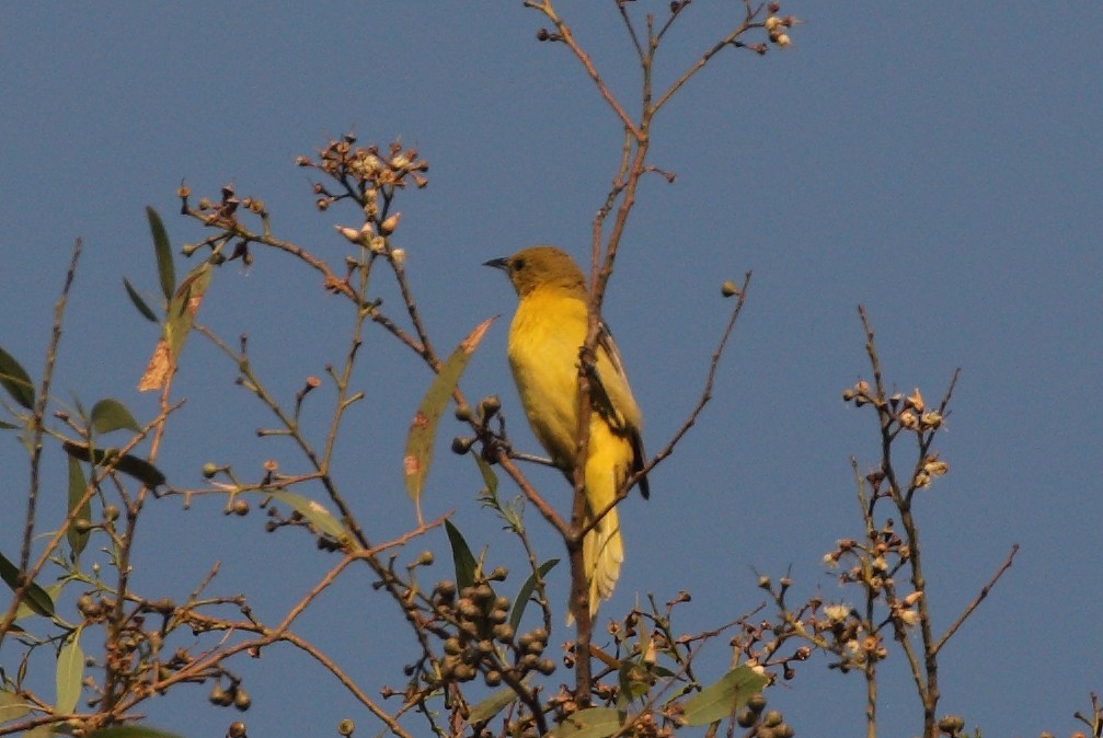 Hooded Oriole - ML155094011