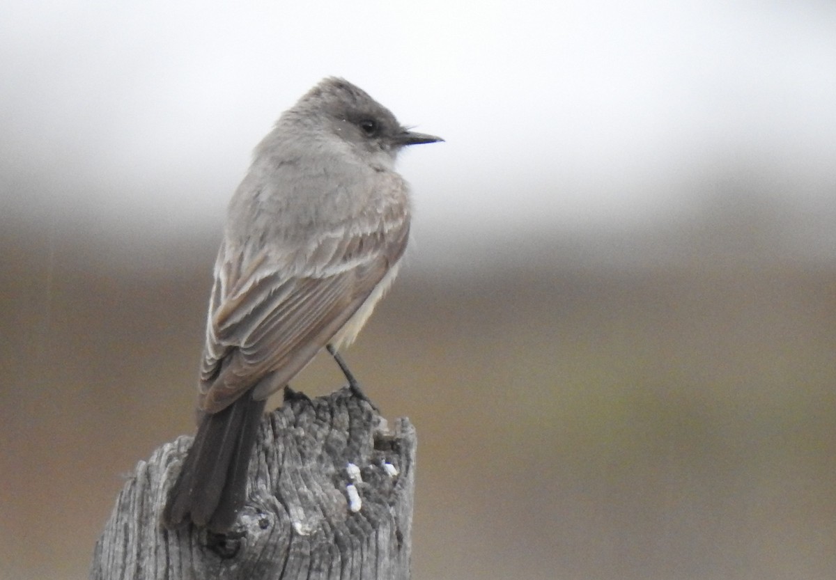 Say's Phoebe - ML155094441