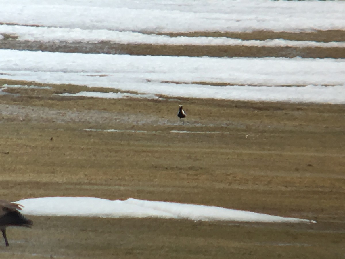 Pacific Golden-Plover - Cameron Eckert