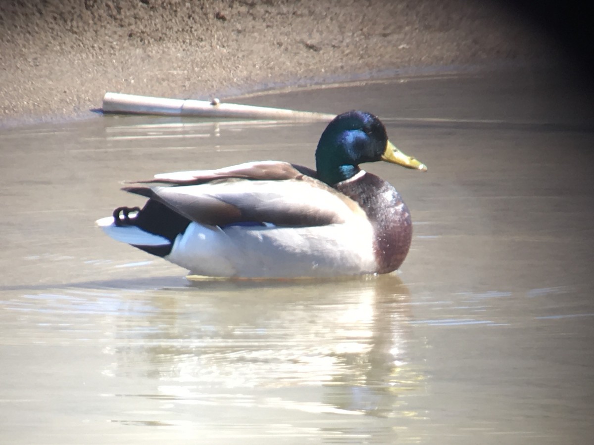 Mallard - Cameron Eckert