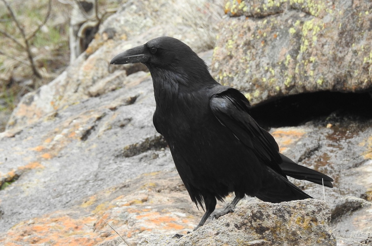 Common Raven - ML155095691