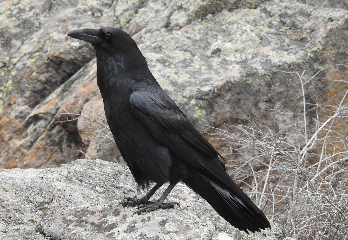 Common Raven - ML155095701