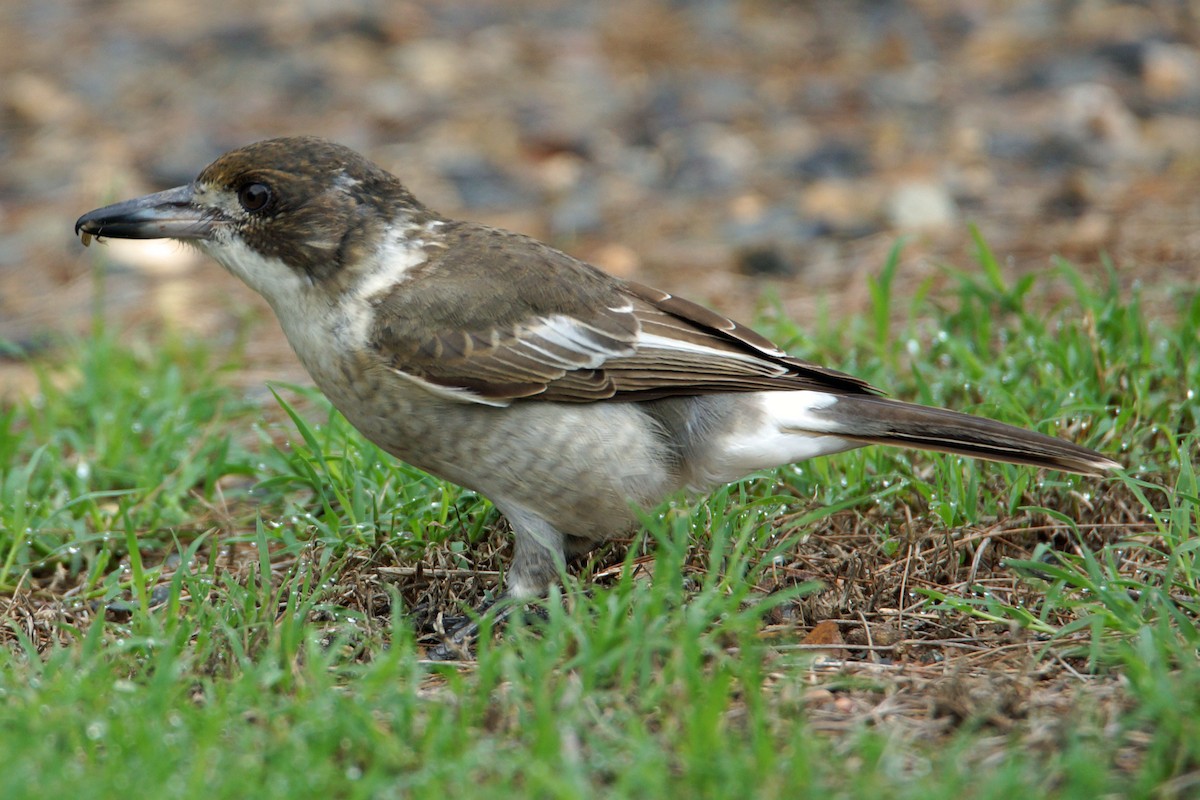 Gray Butcherbird - ML155097041