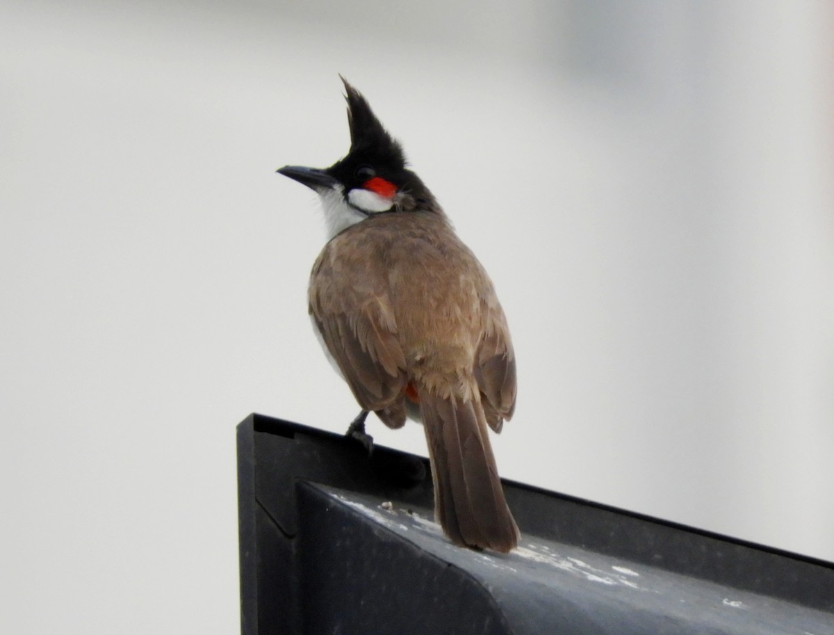 Red-whiskered Bulbul - ML155098131