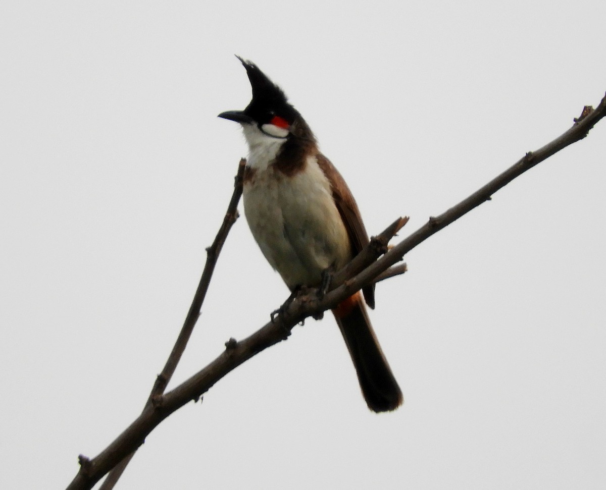 Red-whiskered Bulbul - ML155098181