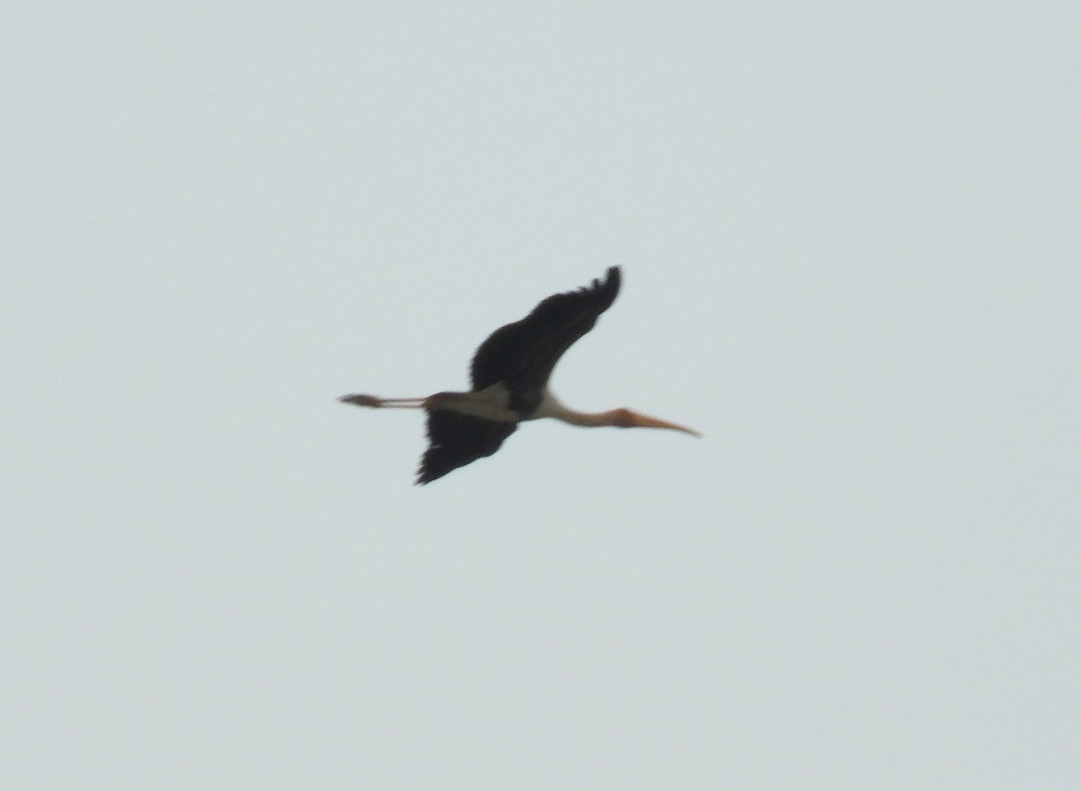 Painted Stork - Manju Sinha