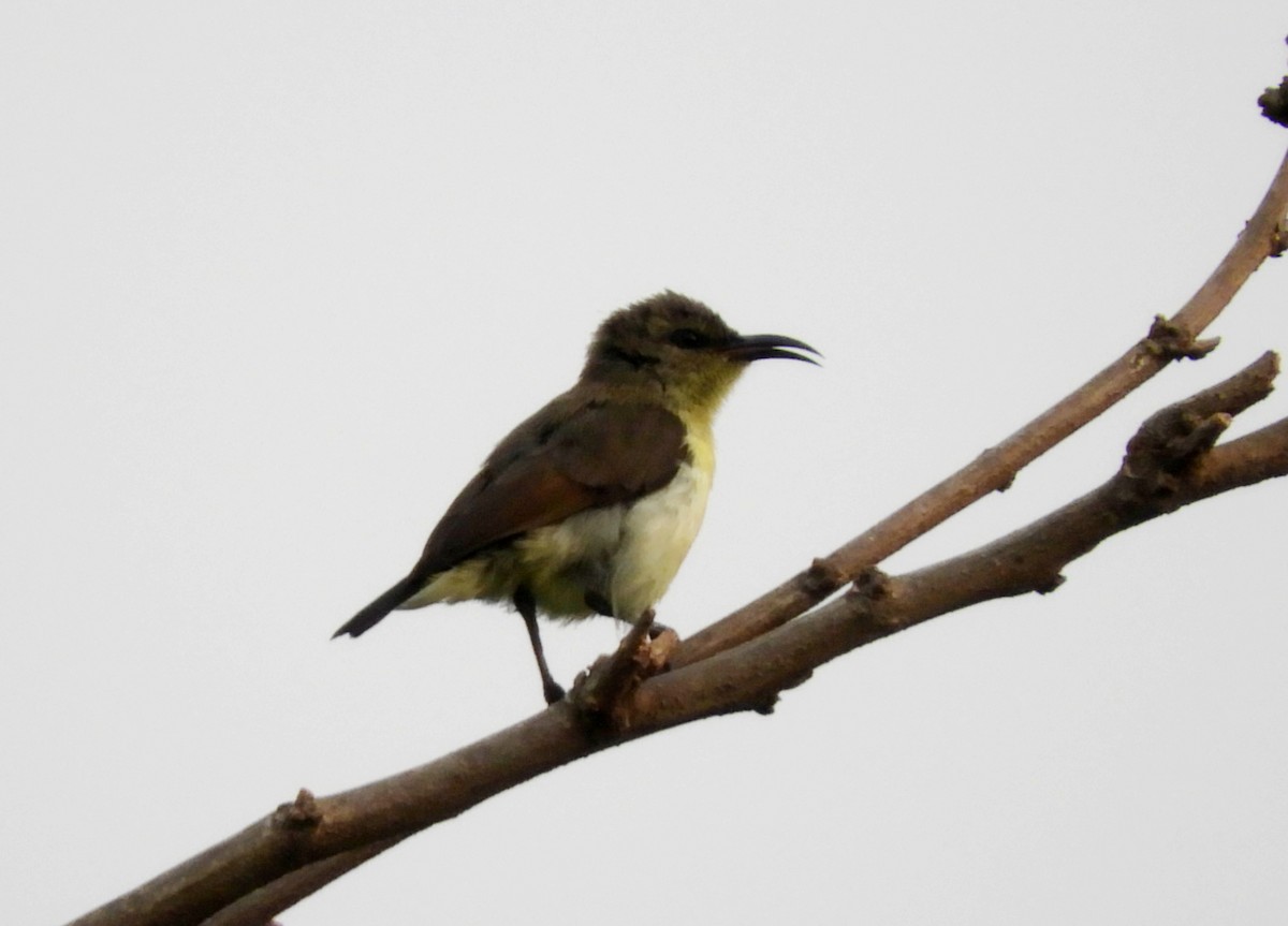 Purple-rumped Sunbird - ML155098321