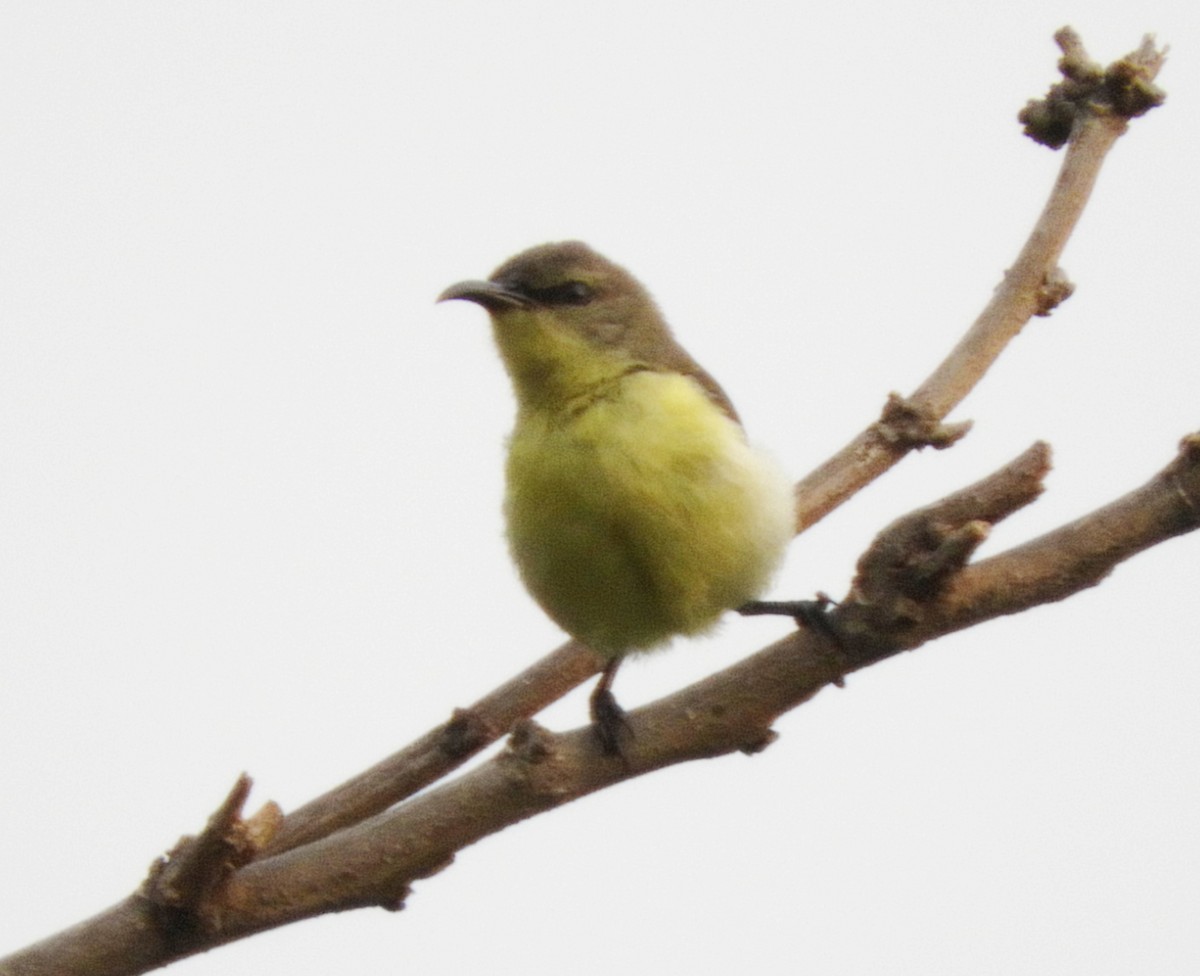 Purple-rumped Sunbird - ML155098351