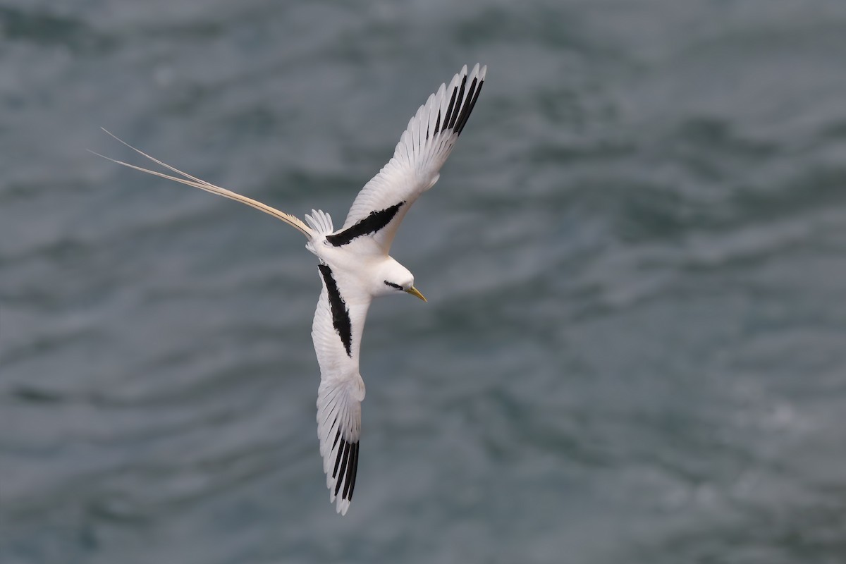 White-tailed Tropicbird - ML155098641