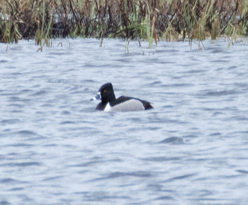 Ring-necked Duck - ML155101011