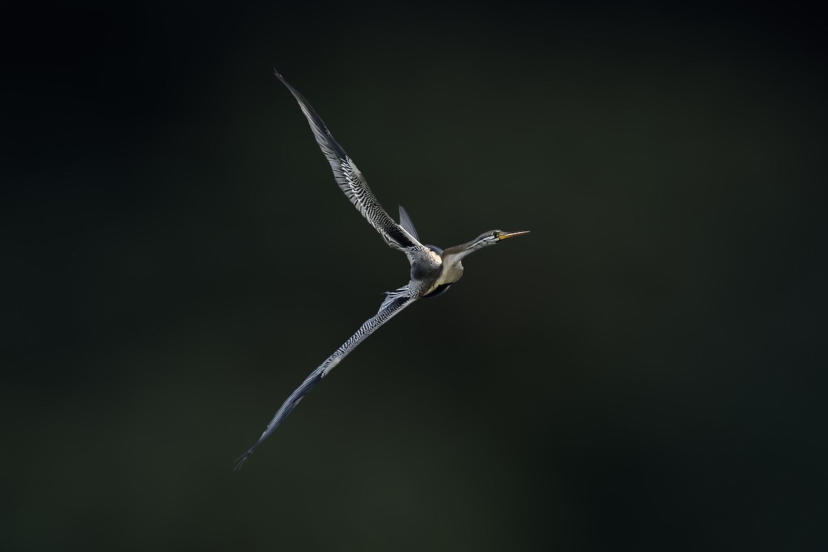 Oriental Darter - ML155103971