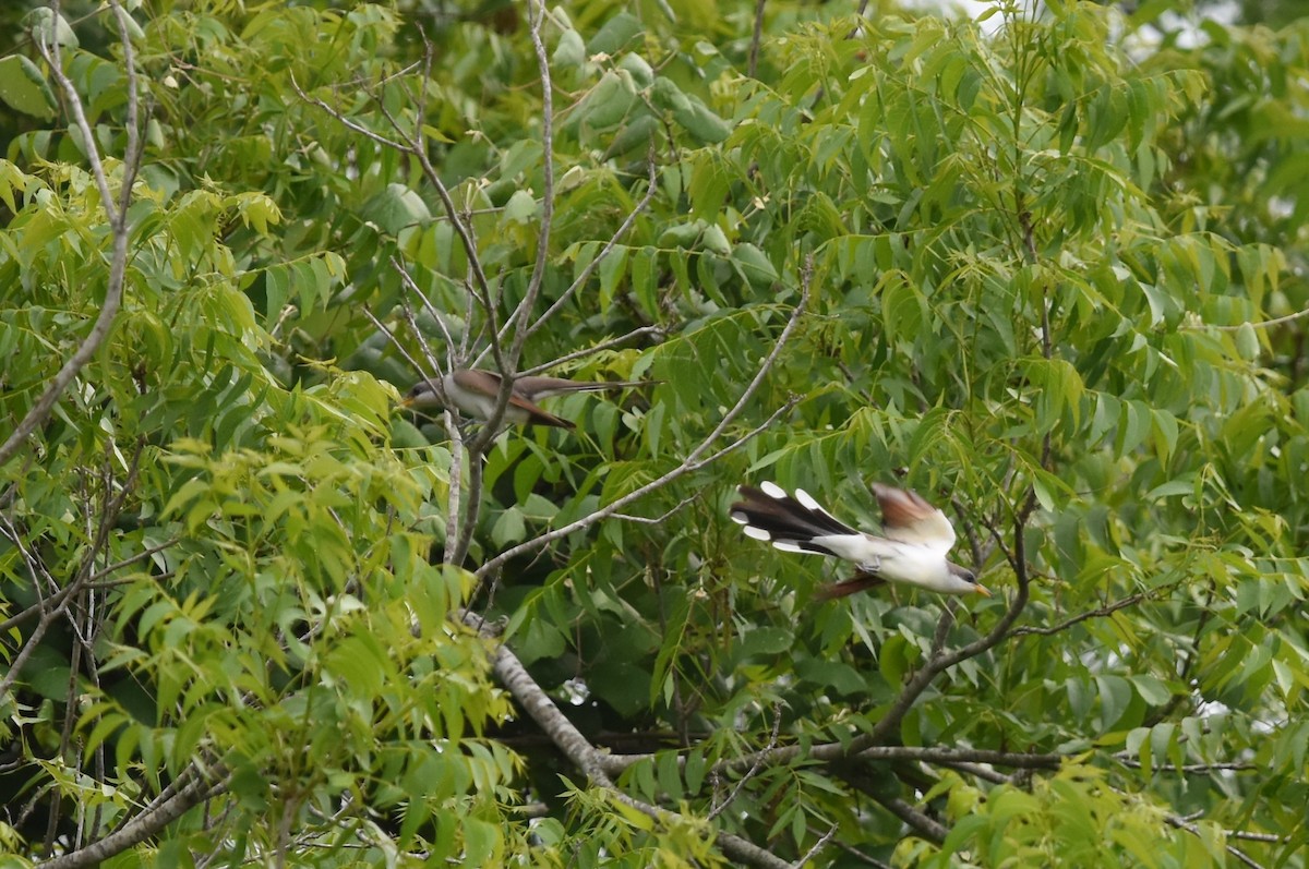 Yellow-billed Cuckoo - ML155106821