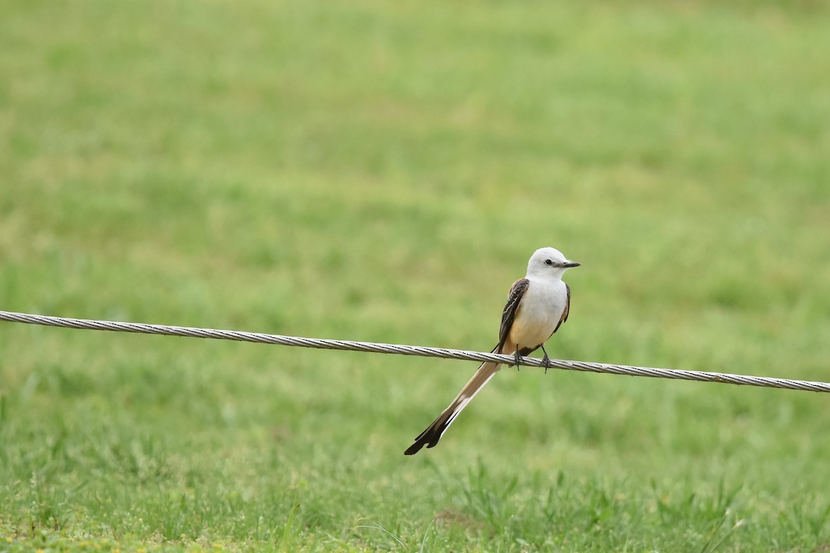 Scissor-tailed Flycatcher - ML155106831