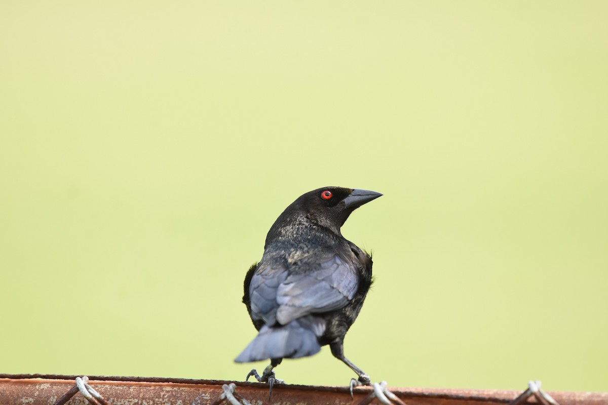 Bronzed Cowbird - ML155106871