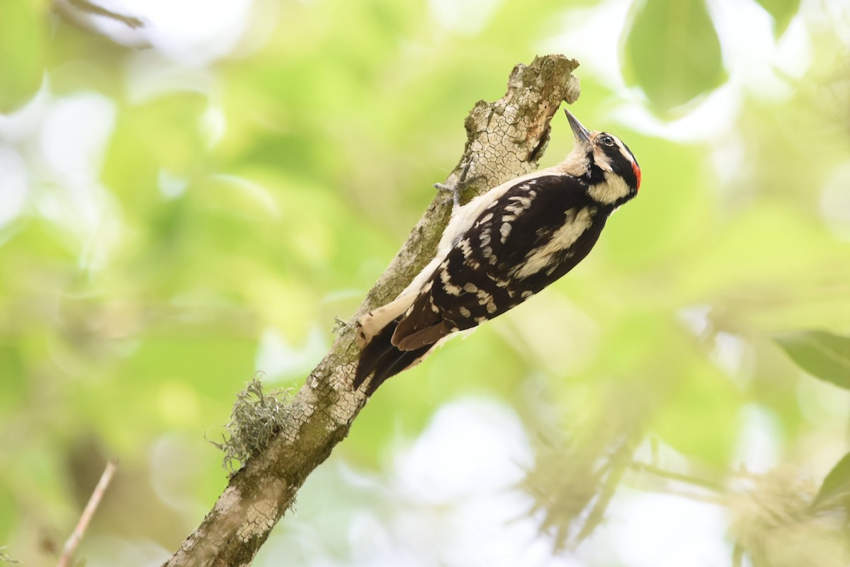 Downy Woodpecker - ML155106891