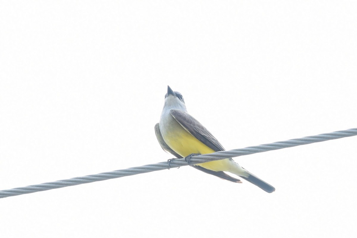 Western Kingbird - Gary Yoder