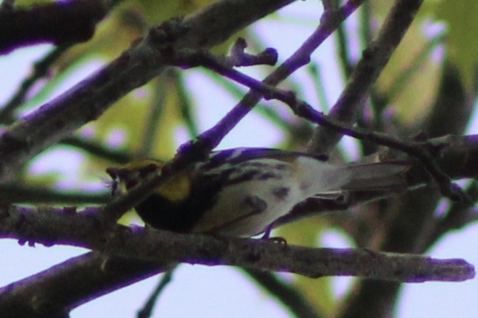 Black-throated Green Warbler - ML155108951