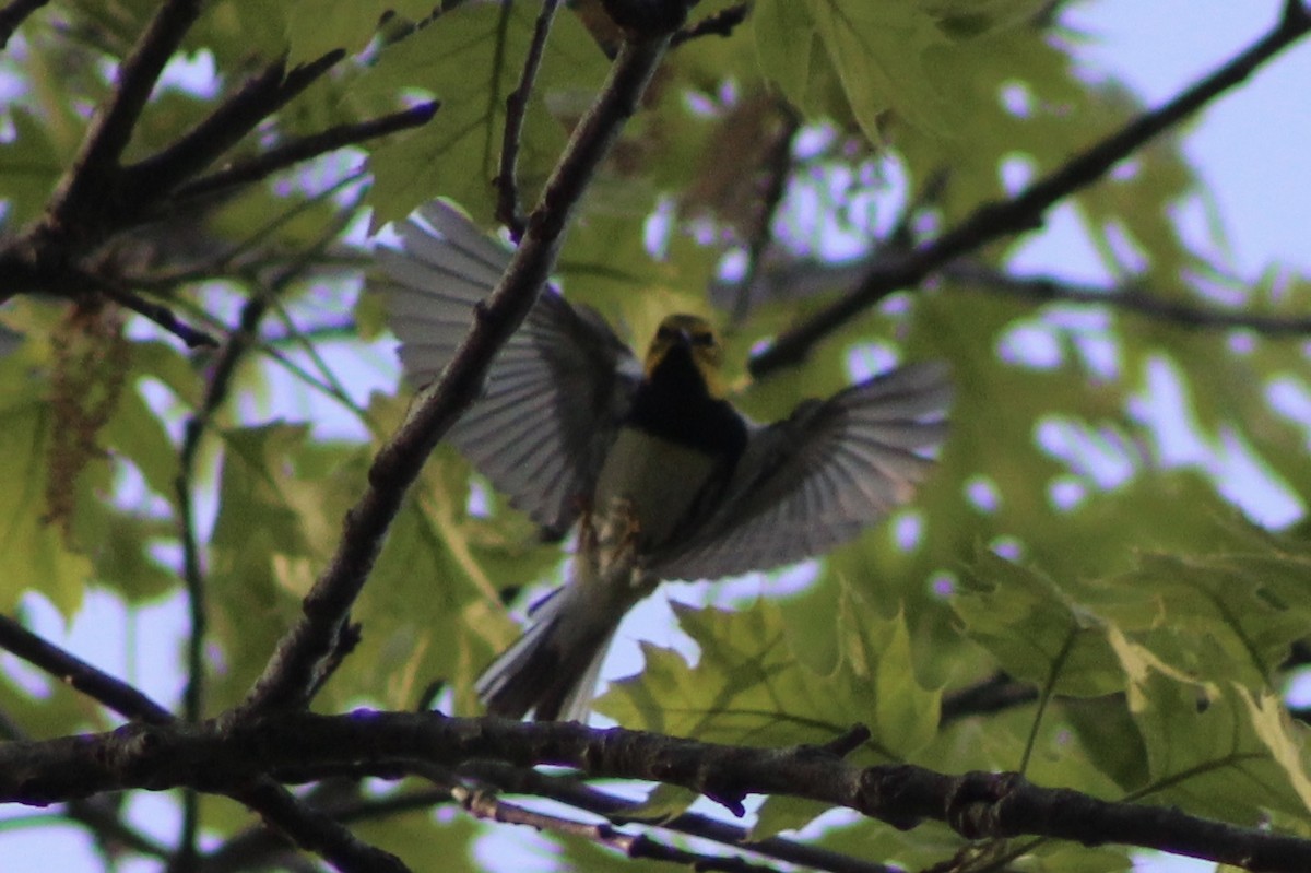Black-throated Green Warbler - Dale Bailey
