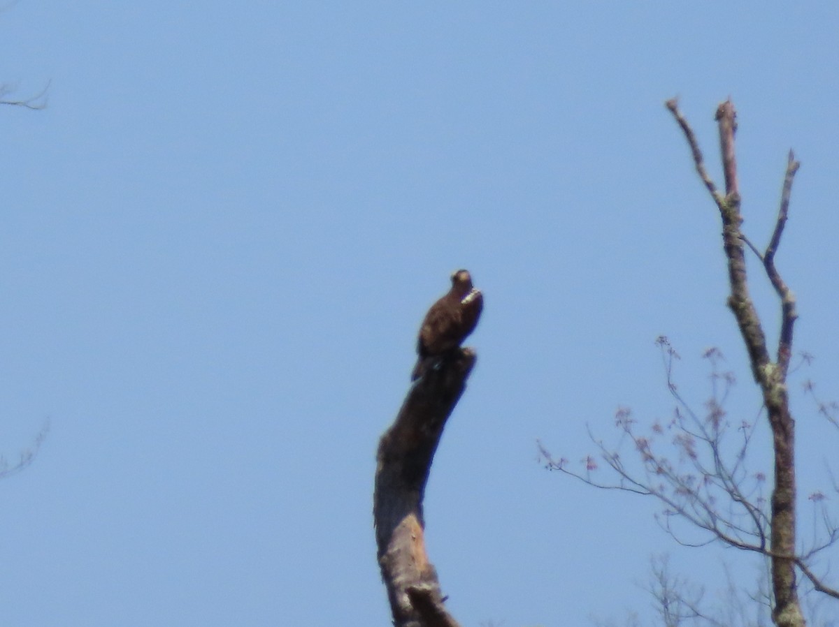 Osprey - John Marshall