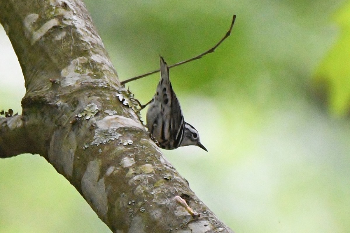 Black-and-white Warbler - ML155110521