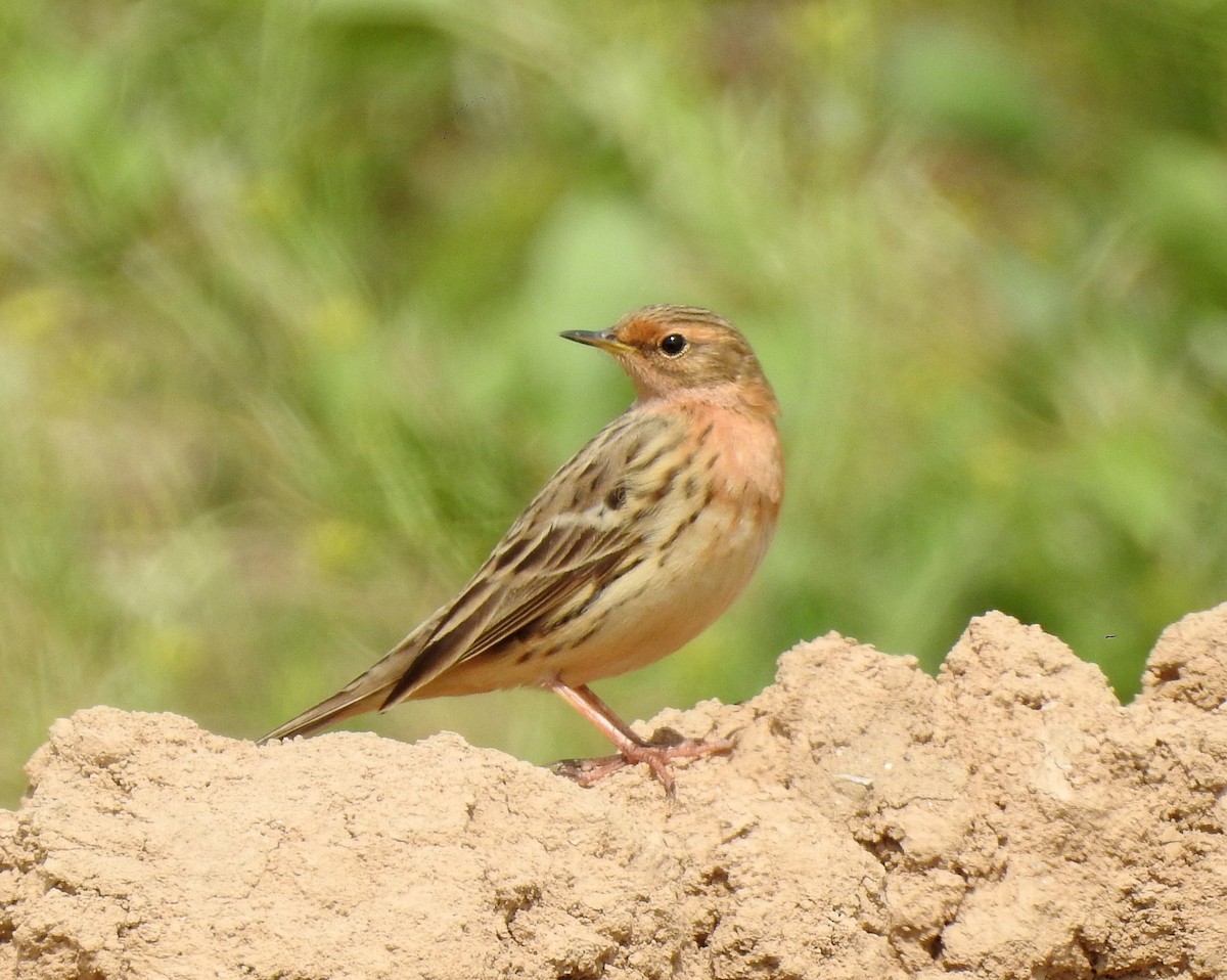Red-throated Pipit - ML155111271