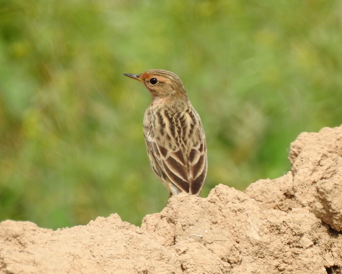 Red-throated Pipit - ML155111281