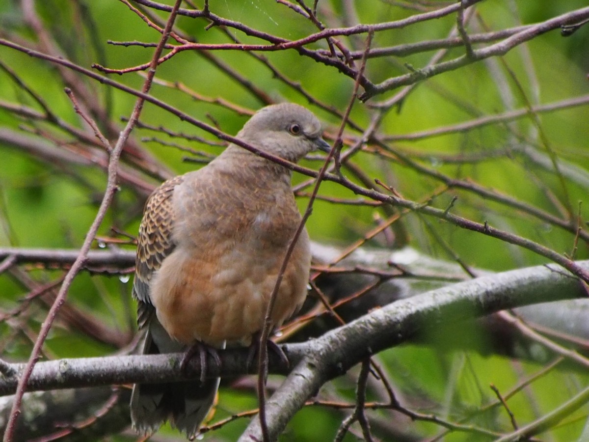 Oriental Turtle-Dove - ML155111981