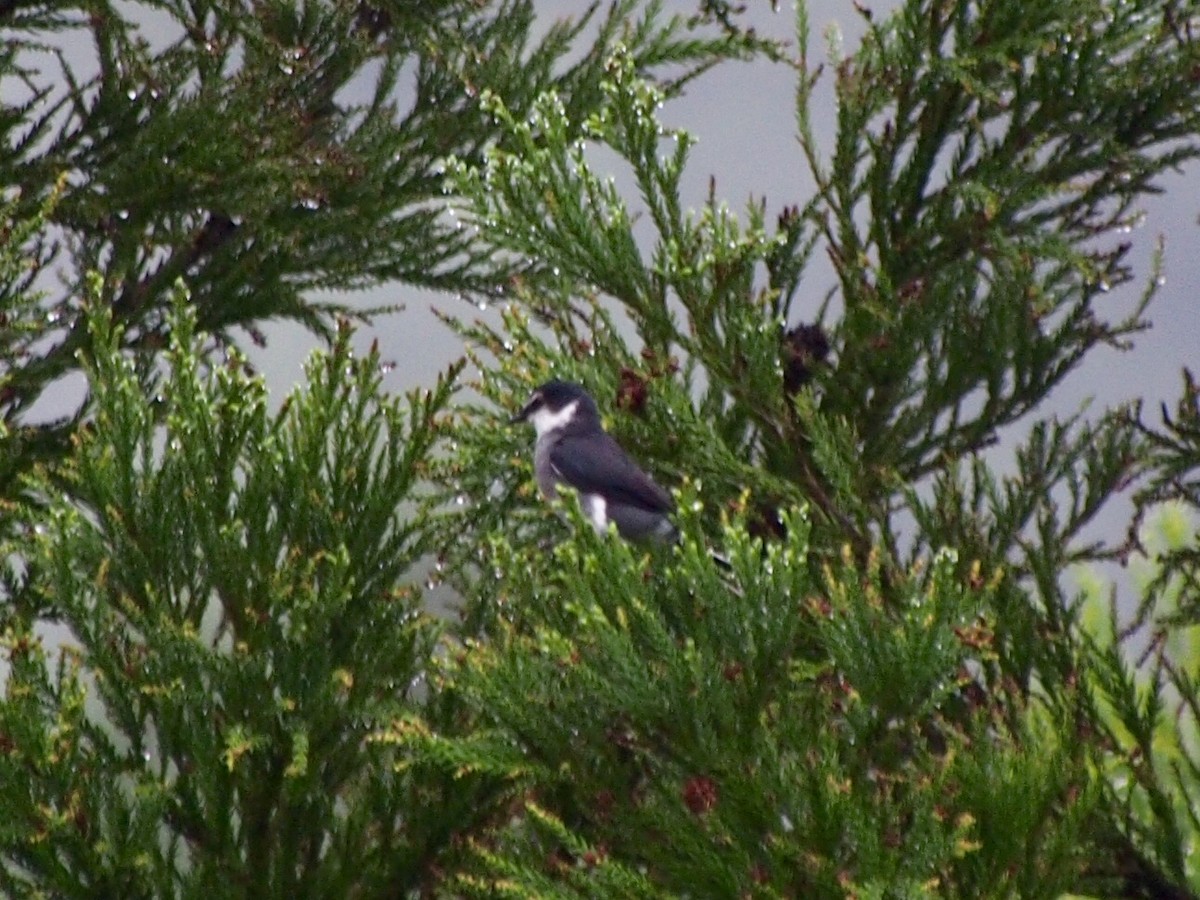 Ashy Minivet - ML155112071