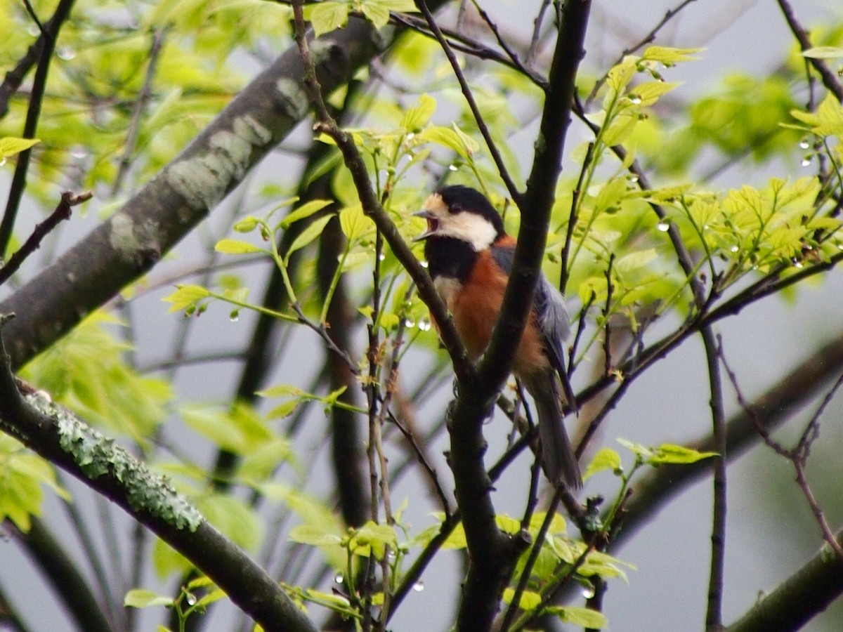 Varied Tit - ML155112161