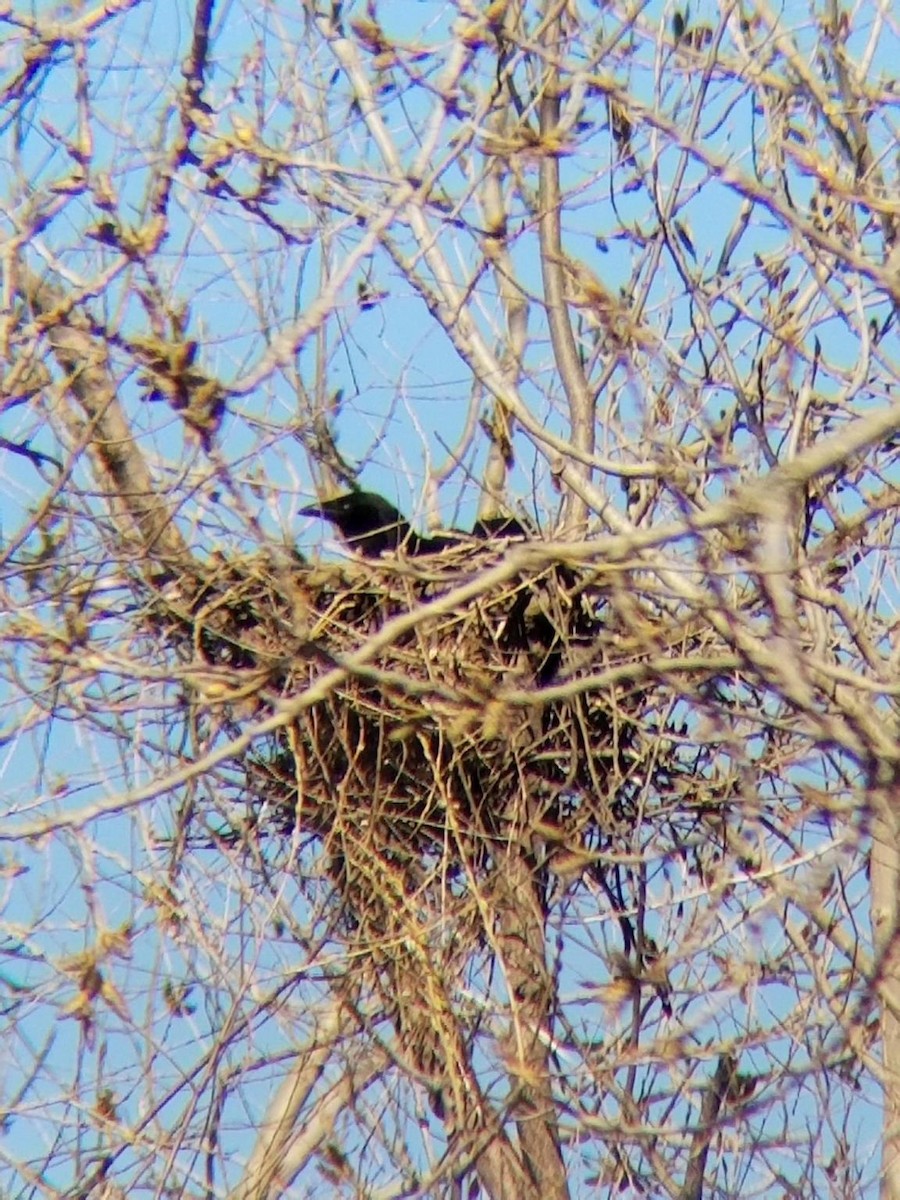 American Crow - David Schrab