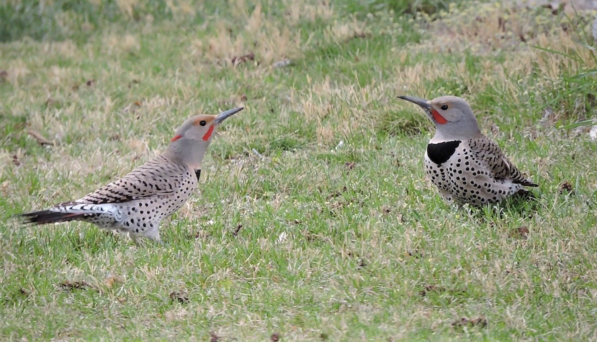 Northern Flicker (Yellow-shafted x Red-shafted) - Daniel Casey