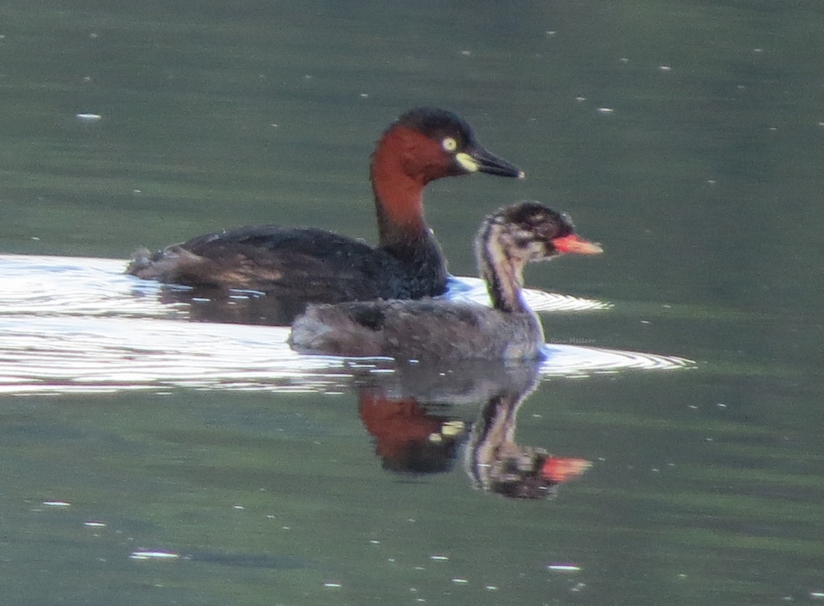 Little Grebe - Riza Melicor