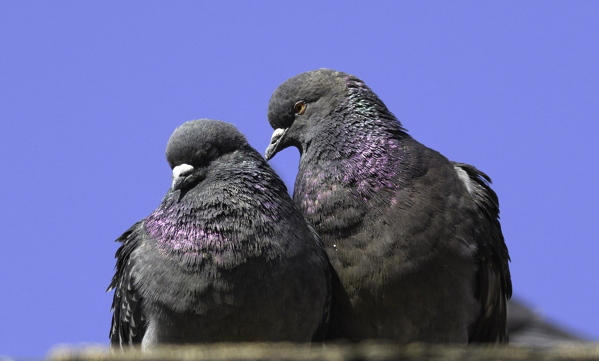 Rock Pigeon (Feral Pigeon) - Patrice St-Pierre