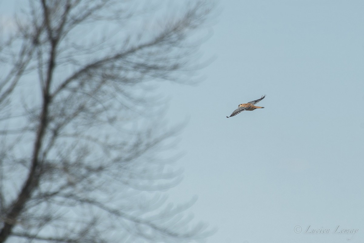 American Kestrel - ML155115111