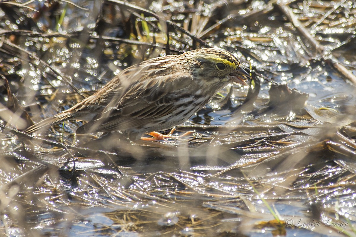 Savannah Sparrow - Lucien Lemay